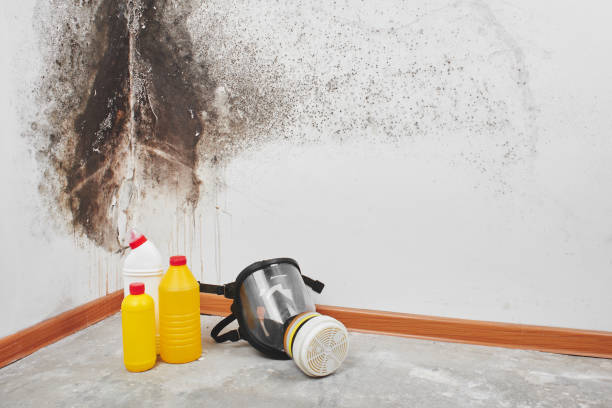 Best Kitchen Mold Remediation in Cheree, OK