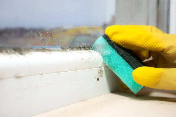 Best DIY Mold Remediation Support Services in Cheree, OK
