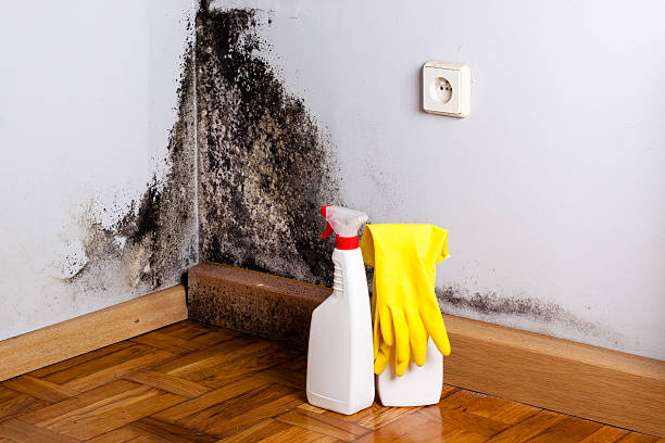 Best Emergency Mold Remediation in Cheree, OK